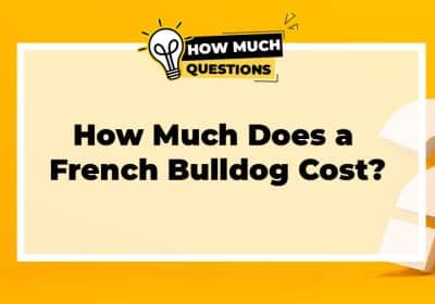 How Much Does a French Bulldog Cost?