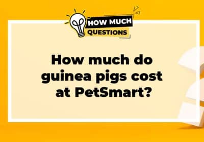 How much do guinea pigs cost at PetSmart?