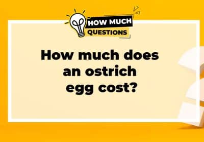 How much does an ostrich egg cost?