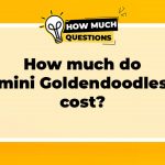 How Much Do Mini Goldendoodles Cost?