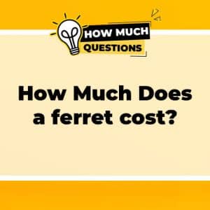 How much does a ferret cost?