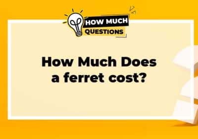 How much does a ferret cost?