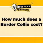 How much does a Border Collie cost?