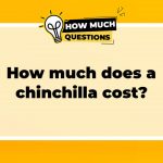 How Much Does a Chinchilla Cost? A Comprehensive Guide