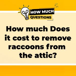 How Much Does It Cost to Remove Raccoons from the Attic?