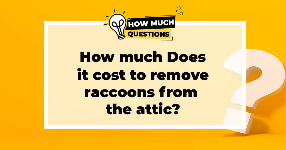 How Much Does It Cost to Remove Raccoons from the Attic?