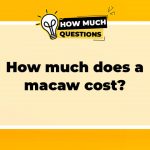 How Much Does a Macaw Cost?
