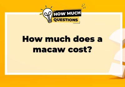 How much does a macaw cost?