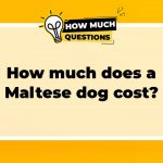 How Much Does a Maltese Dog Cost? A Comprehensive Guide