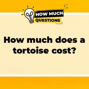 How much does a tortoise cost?