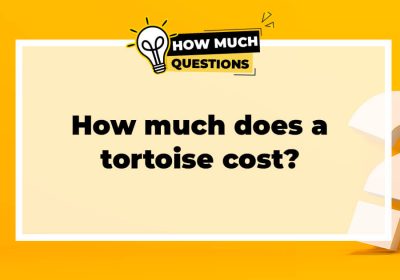 How much does a tortoise cost?