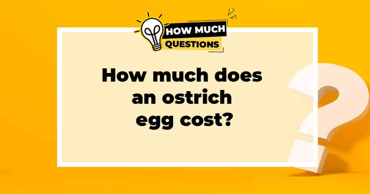 How much does an ostrich egg cost?